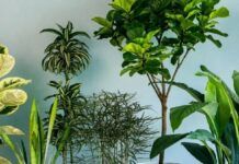 Як врятувати квіти у спеку: рецепт ідеального підживлення