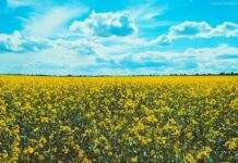 Забуті українські імена: як назвати хлопчика або дівчинку