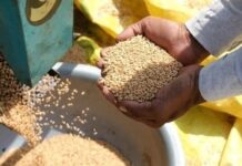 Майже 300 тисяч тонн: аграрії Запоріжжя зібрали врожай зернових та зернобобових культур