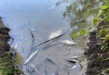 Міндовкілля: на Чернігівщині фіксують погіршення якості води у річці Сейм