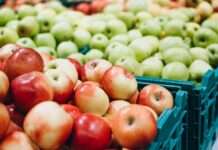 Починається сезон яблук: які будуть ціни та що на них може вплинути