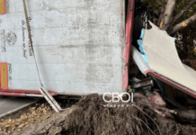 Тварини, що вижили, ходять вулицею або верещать у вантажівці: у Кривому Розі перекинулась фура з поросятами