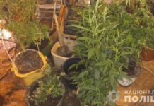 Поліцейські Кам’янського викрили двох чоловіків у незаконному вирощуванні конопель