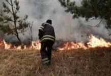 ДСНС: на Полтавщині через масштабну лісову пожежу евакуювали жителів села Собківка