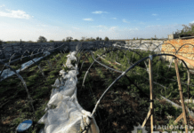 Запорізькі поліцейські виявили вдома у містянина наркопосів та 9 кілограмів канабісу