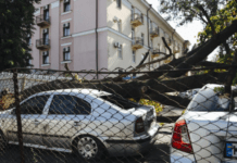 У Дніпрі на Робочій дерево впало на припарковані авто: деталі