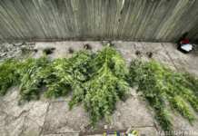 Правоохоронці Запоріжжя вилучили понад 3 кілограми канабісу у місцевого мешканця: подробиці