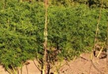 Кам’янчанин виростив коноплі на 25 мільйонів гривень