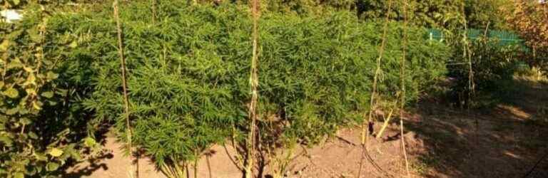 Кам’янчанин виростив коноплі на 25 мільйонів гривень