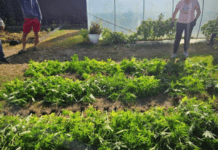 Поліцейські Дніпропетровщини викрили містянина у вирощуванні коноплі: подробиці