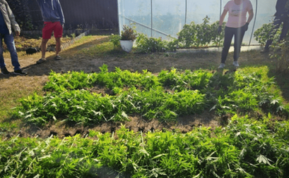 Поліцейські Дніпропетровщини викрили містянина у вирощуванні коноплі: подробиці