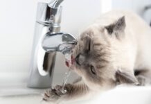 З 30 вересня по 4 жовтня у Дніпрі відключатимуть воду боржникам: адреси