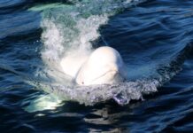 Поліція Норвегії: «кит-шпигун», ймовірно, не був застрелений