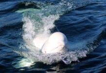 Після виявлення мертвим «російського кита-шпигуна» призначили розтин