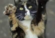 Поганий настрій у кота: як розпізнати і що з цим робити