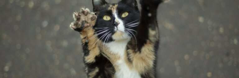 Поганий настрій у кота: як розпізнати і що з цим робити