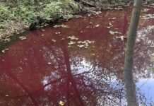 На Закарпатті почервоніла вода в одному з каналів: екологи стривожені