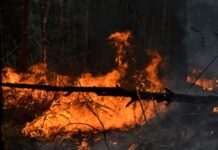 На Донеччині четверту добу триває лісова пожежа, спричинена російськими обстрілами – ОВА