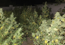 У Криворізькому районі поліцейські виявили на присадибній ділянці 93 кущі конопель