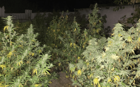 У Криворізькому районі поліцейські виявили на присадибній ділянці 93 кущі конопель