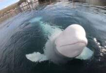 У Норвегії знайшли мертвим знаменитого кита-шпигуна Хвалдіміра