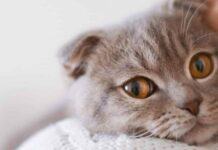 Як коти бачать своїх господарів: ви здивуєтеся відповіді