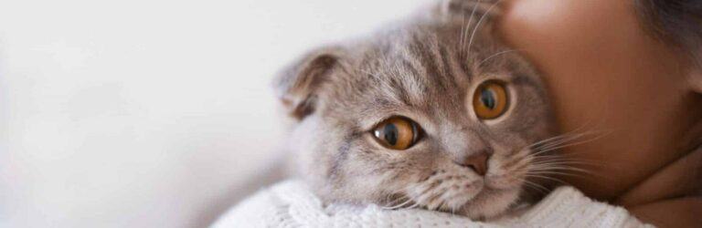 Як коти бачать своїх господарів: ви здивуєтеся відповіді