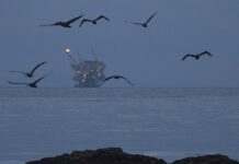 Саудівська Аравія відмовилася стримувати падіння цін на нафту, – FT