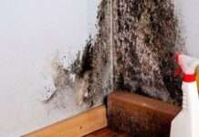 Як позбутися грибка на стінах: перевірений народний спосіб