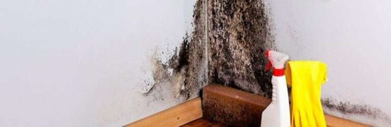 Як позбутися грибка на стінах: перевірений народний спосіб