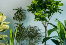 Осінній догляд: як підготувати кімнатні рослини до холодних місяців