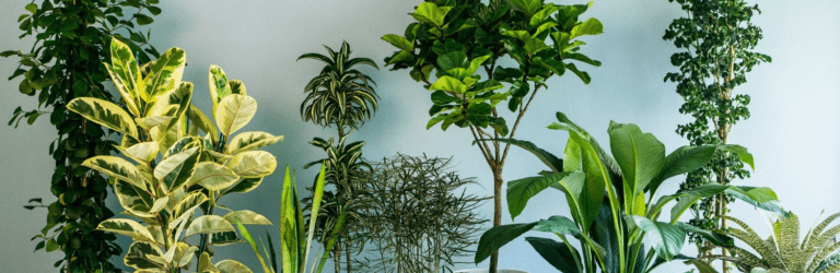 Осінній догляд: як підготувати кімнатні рослини до холодних місяців