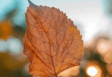 В Україні різко зміниться погода: коли очікувати на значне похолодання