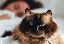 Чому кішка спить з господарем: зооексперти назвали справжню причину