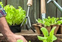 Місячний посівний календар на вересень 2024 року: коли і що краще садити