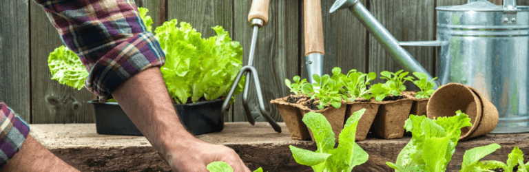 Місячний посівний календар на вересень 2024 року: коли і що краще садити