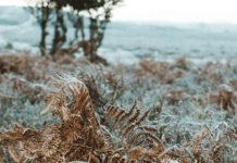 Синоптики розповіли, коли та де в Україні вдарять перші заморозки