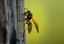 Як відлякати ос домашніми засобами: прості та ефективні методи