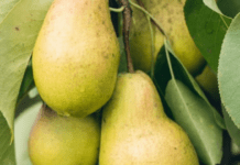 Чим корисні груші та кому їх не варто їсти: уся правда про найпопулярніший осінній фрукт