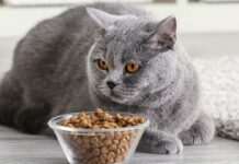 Не нашкодьте своїй тварині: як часто можна годувати кота сухим кормом
