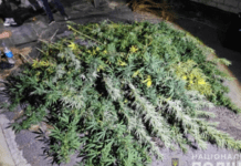 Збували психотропи на території Кривого Рогу: поліція викрила трьох зловмисників