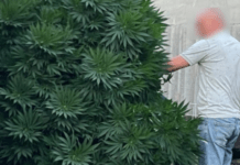 Поліція Синельниківщини викрила місцевого жителя у вирощуванні рослин конопель