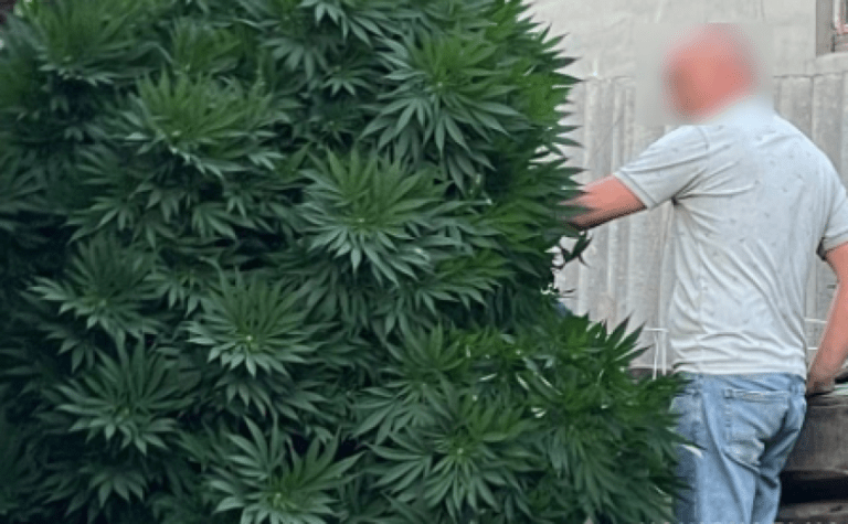 Поліція Синельниківщини викрила місцевого жителя у вирощуванні рослин конопель