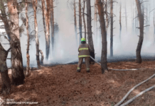 У Дніпровському районі ліквідували масштабну лісову пожежу