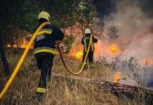Диверсанти чи людський фактор? Чому Україну охопили лісові пожежі