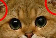 Для чого котам кишеньки на вухах: функція цієї цікавої особливості