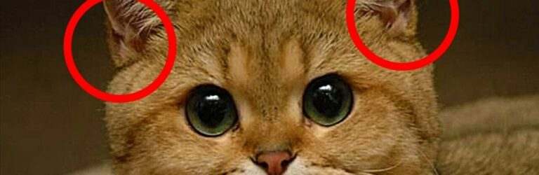 Для чого котам кишеньки на вухах: функція цієї цікавої особливості