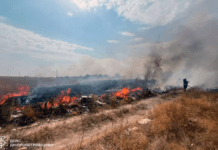 За добу на території Дніпропетровщини ліквідовано 66 пожеж у природних екосистемах