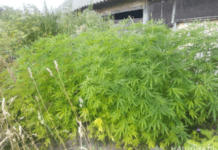 Виростив коноплі на 800 тисяч гривень: поліція Дніпропетровщини скерувала до суду справу відносно 40-річного фігуранта