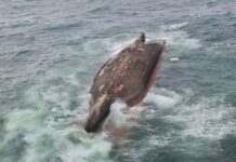 У Росії перекинулося вантажне судно “Григорій Ловцов”